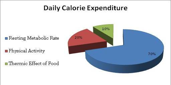 2012-01-05-0metabolismo2bbasal