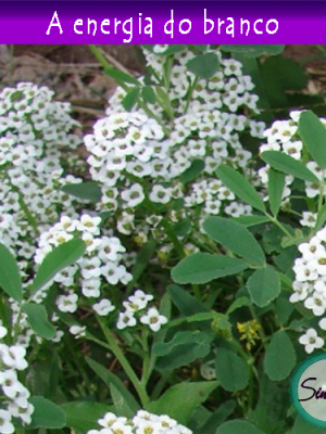 |Traga o branco para dentro de casa|