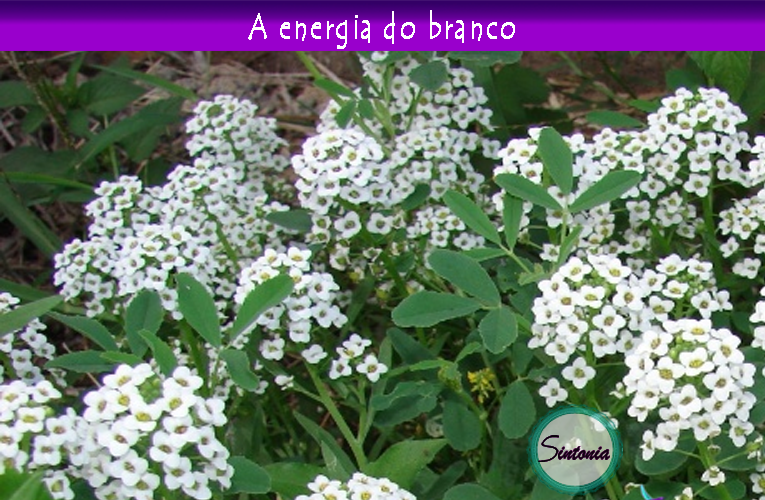 |Traga o branco para dentro de casa|