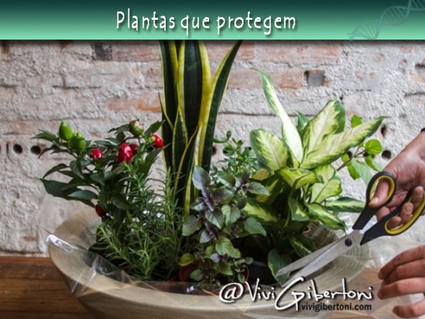 | A proteção que vem do verde |