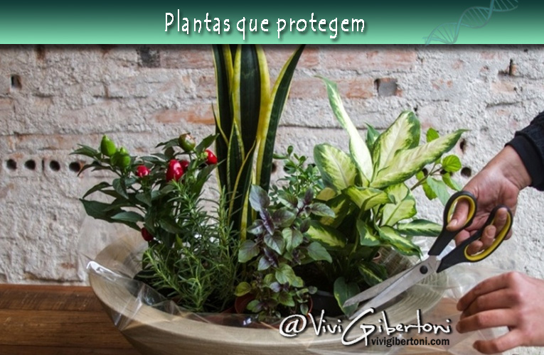 | A proteção que vem do verde |