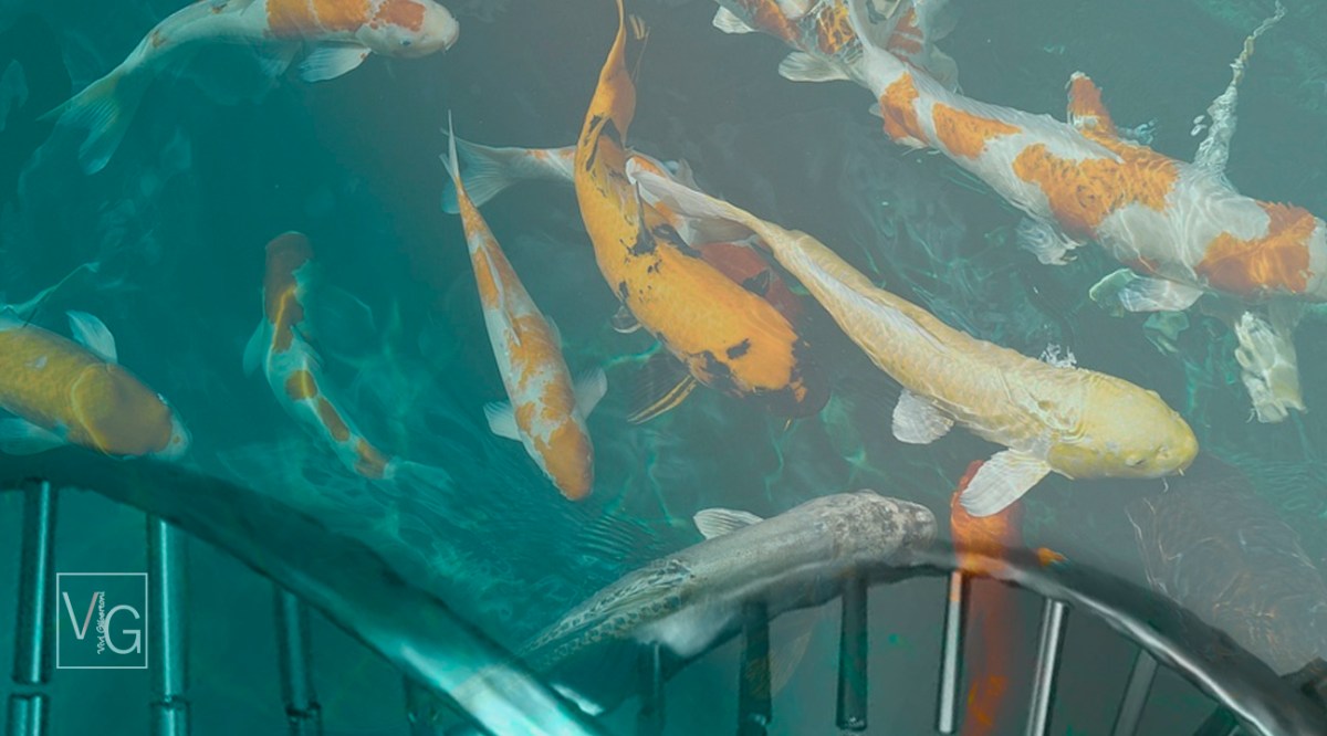 | A lenda do Koi Dragon|